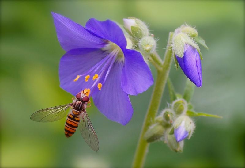 Marmalade Hoverfly Livingston Camera Club